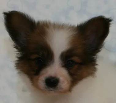 ID:1307-00096の子犬