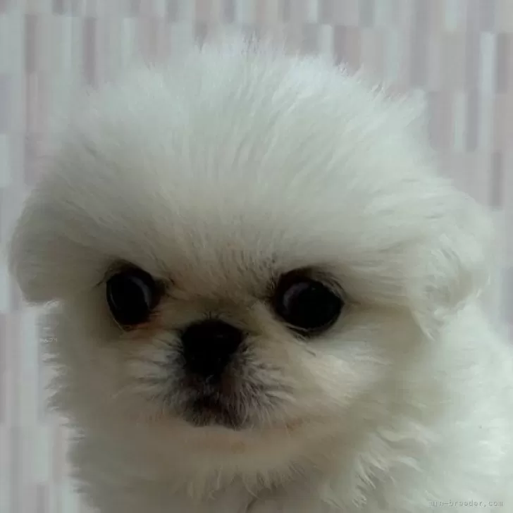 ID:2408-05093の子犬