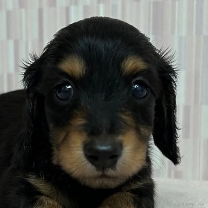 ID：2309-02188の子犬