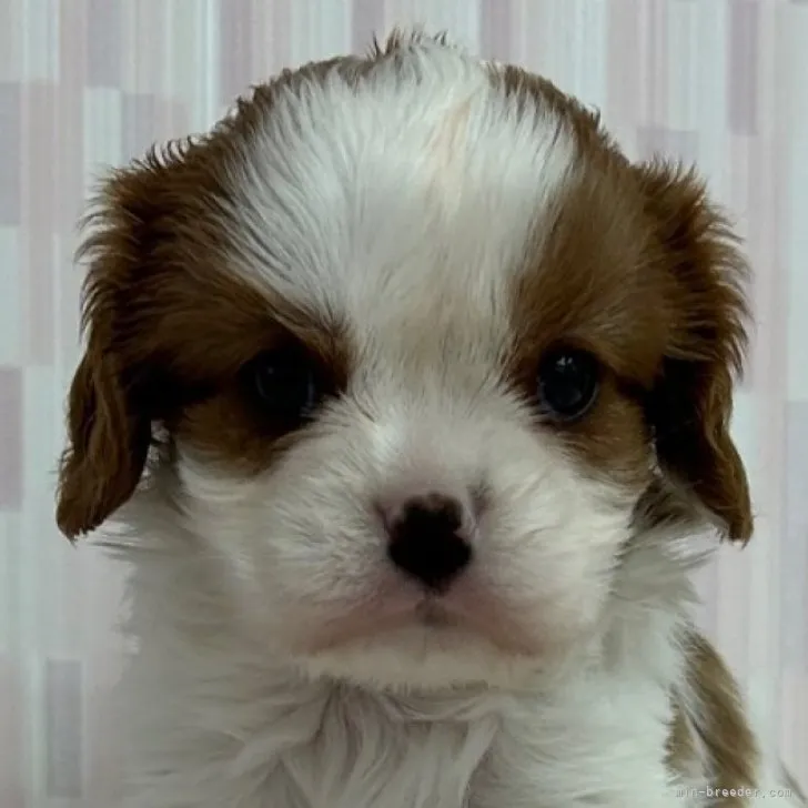 ID:2304-04175の子犬