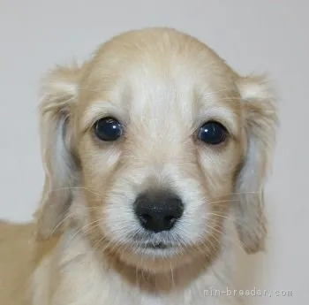 ID：1907-02957の子犬