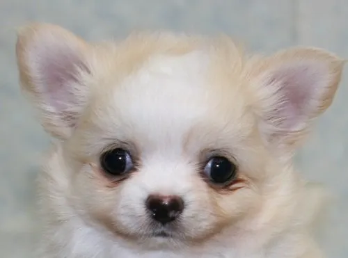 ID:1505-00728の子犬