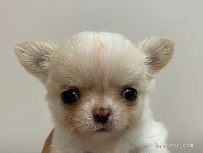 Y.I 様のお迎えした子犬