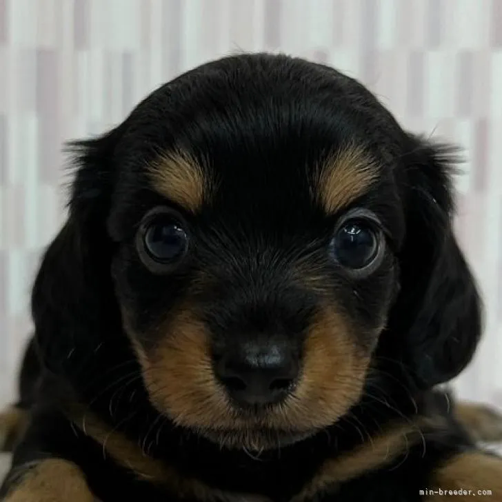 ID:2206-03935の子犬