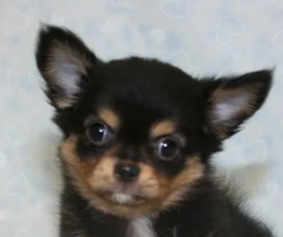 ID:1410-01106の子犬