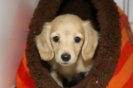 ID:1303-00540の子犬