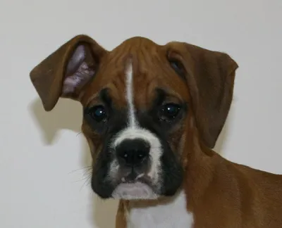 ID:1611-01357の子犬