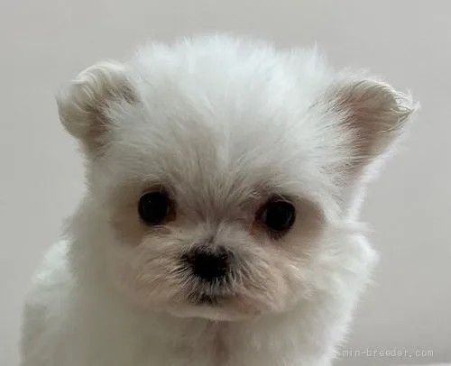 ID:2108-02976の子犬