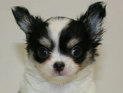 ID：1609-00377の子犬