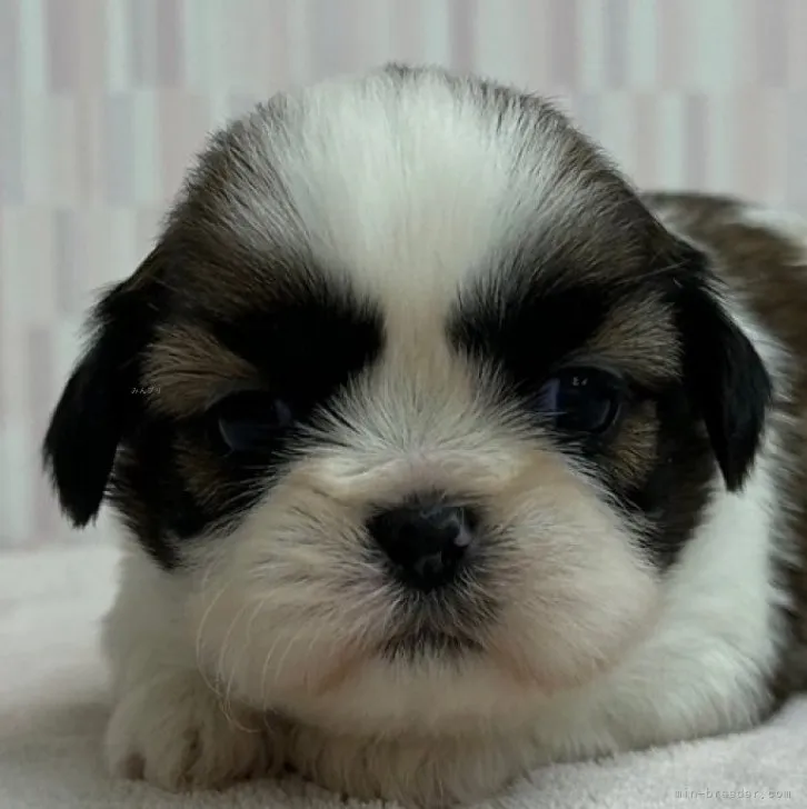 ID：2311-04530の子犬