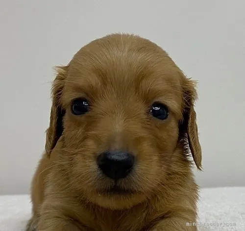 ひまわり 様のお迎えした子犬