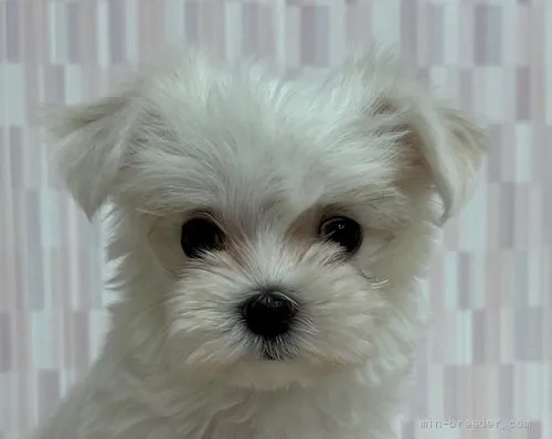 ID:2202-01878の子犬