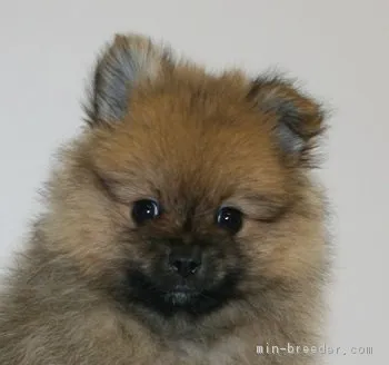ID:1810-00651の子犬