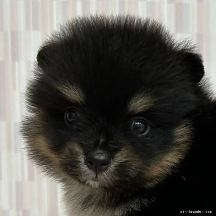 ID:2307-02724の子犬