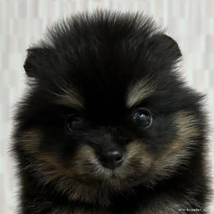 ID：2307-02722の子犬