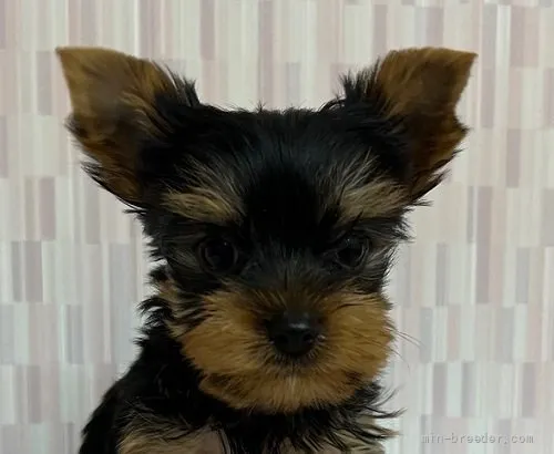 ID：2204-03454の子犬