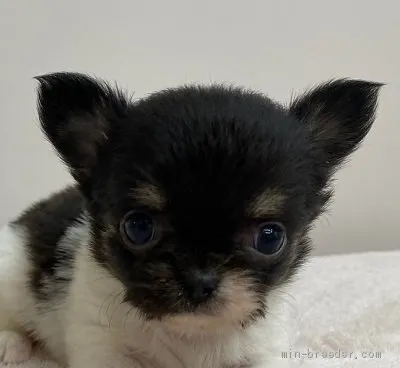 ID：2004-03414の子犬