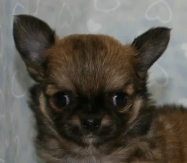 ID：1301-00887の子犬