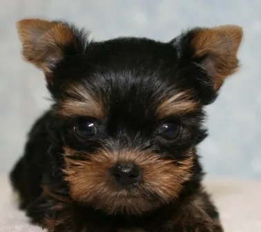 ID：1308-01273の子犬