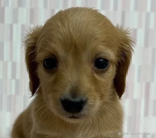 ID:2201-02297の子犬