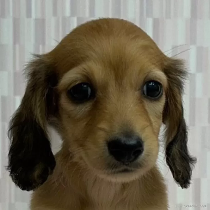 ID:2312-02394の子犬