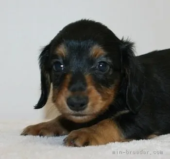 ID：1808-00411の子犬