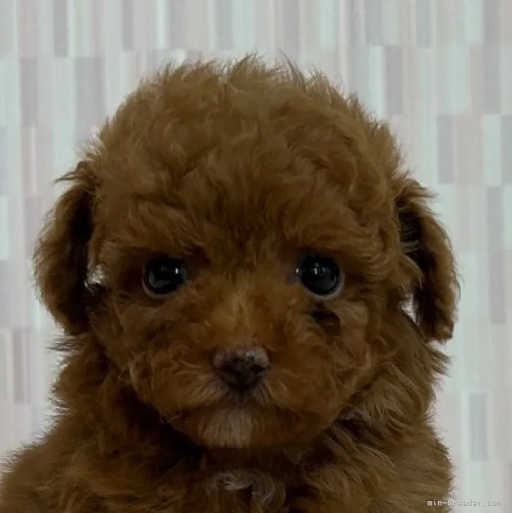 ID:2306-02218の子犬