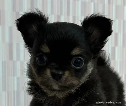 ID：2112-04038の子犬