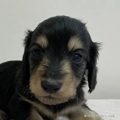 ID：2008-03712の子犬