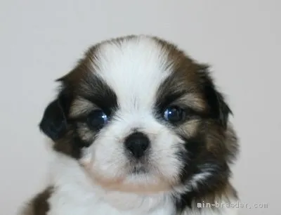ID:2005-01618の子犬