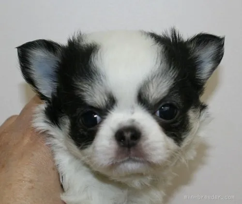ID：1511-00355の子犬