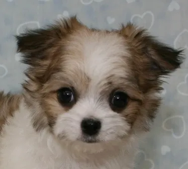 ID:1304-00031の子犬