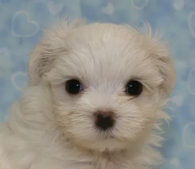 ムーミンパパ 様のお迎えした子犬