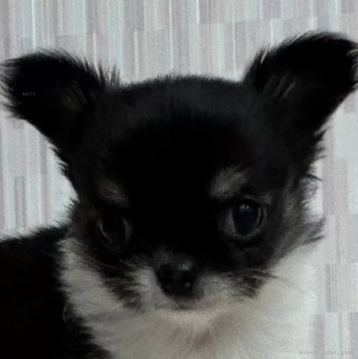 ID：2402-06205の子犬