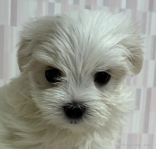 ID:2204-04075の子犬
