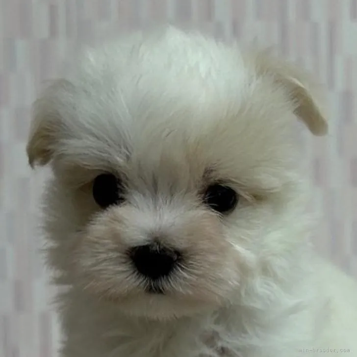 ID:2209-04128の子犬