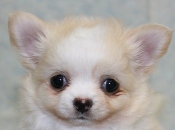 チワワ(ロング)【千葉県・男の子・2015年3月28日・クリーム&ホワイト】の写真「人気のクリーム＆ホワイト」