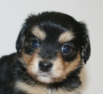 ミックス(チワワ×カニヘンダックス)【千葉県・男の子・2020年9月16日・ブラック&タン】の写真「人気のチワックス！男の子です!!」