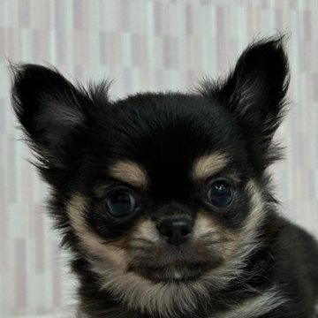 チワワ(ロング)【千葉県・男の子・2024年6月19日・ブラック&タン】の写真「お顔の詰まった男の子！」