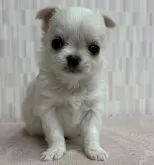 チワワ(ロング)【千葉県・男の子・2024年9月28日・ホワイト&クリーム】の写真3