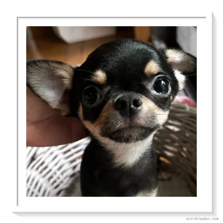 たまご 様のお迎えした子犬