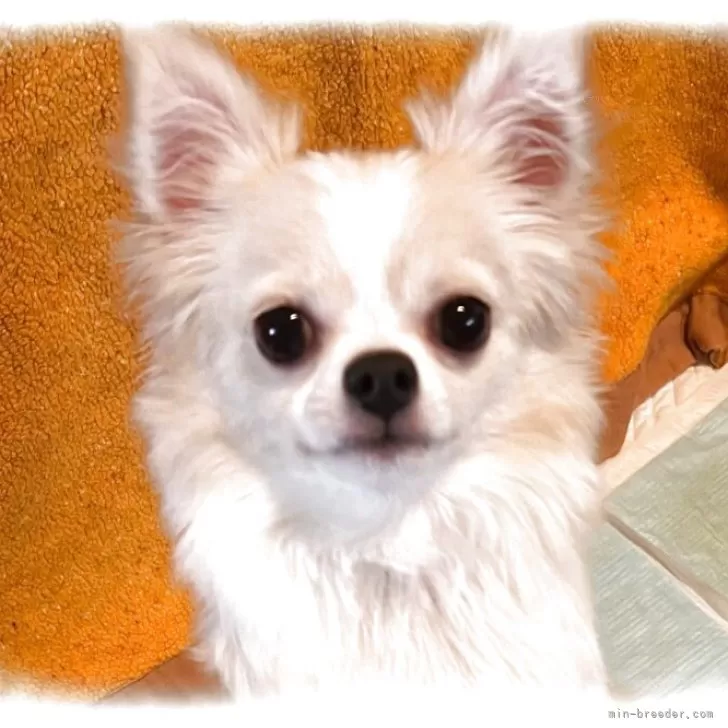 ID：2507-02130の子犬