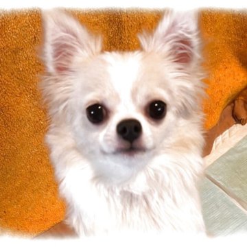 チワワ(ロング)【埼玉県・男の子・2025年3月22日・ホワイトアンドクリーム】の写真「品性のある男の子！」