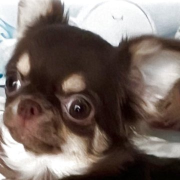 チワワ(ロング)【埼玉県・女の子・2025年5月12日・チョコタン】の写真「小ぶりのお嬢様( ◠‿◠ )　父チャンピオンです」