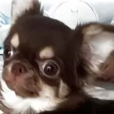 チワワ(ロング)