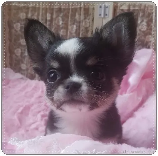 ID：1903-02787の子犬