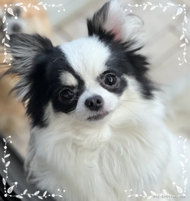 チワワ(ロング)【・女の子・2020年11月7日・ブラック&ホワイト】