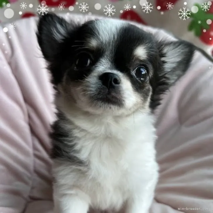 ID：2301-00890の子犬