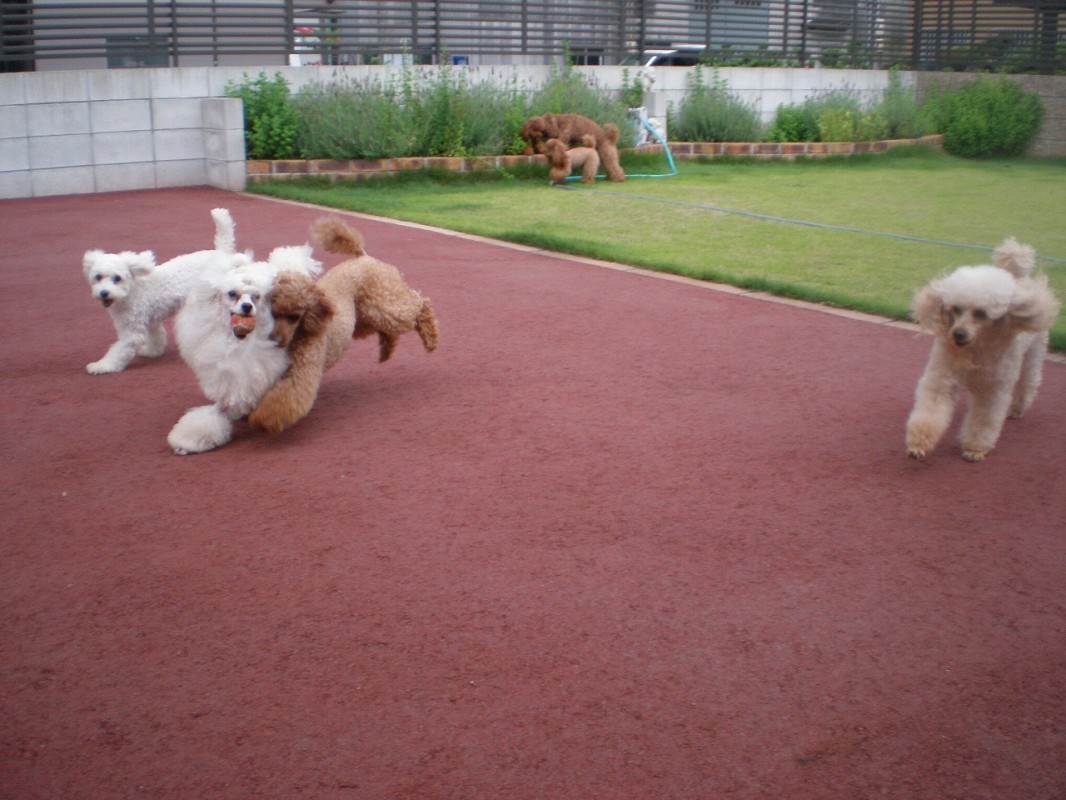 加藤　美惠子(かとう　みえこ)ブリーダー(愛知県・トイプードル・JKC登録)の紹介写真2