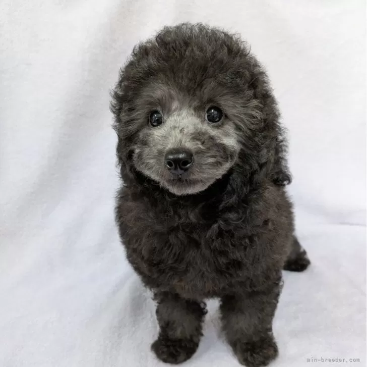 ID：2411-02364の子犬